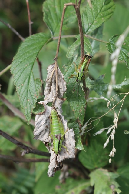 Pseudopodisma nagyi - Nagy-hegyisáska