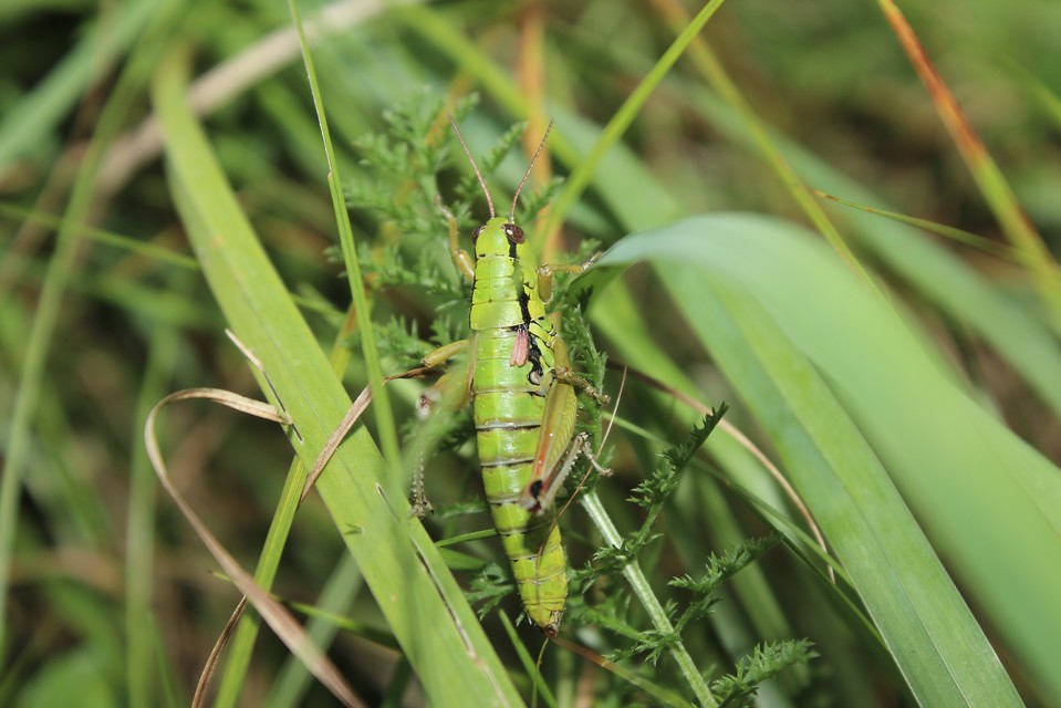 Pseudopodisma nagyi - Nagy-hegyisáska