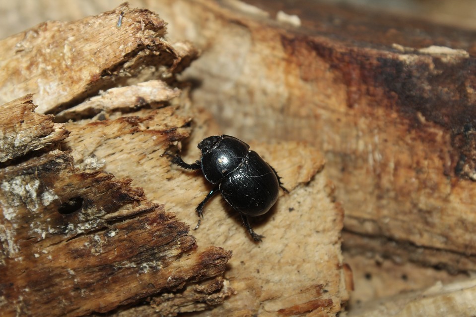 Anoplotrupes stercorosus - erdei álganéjtúró