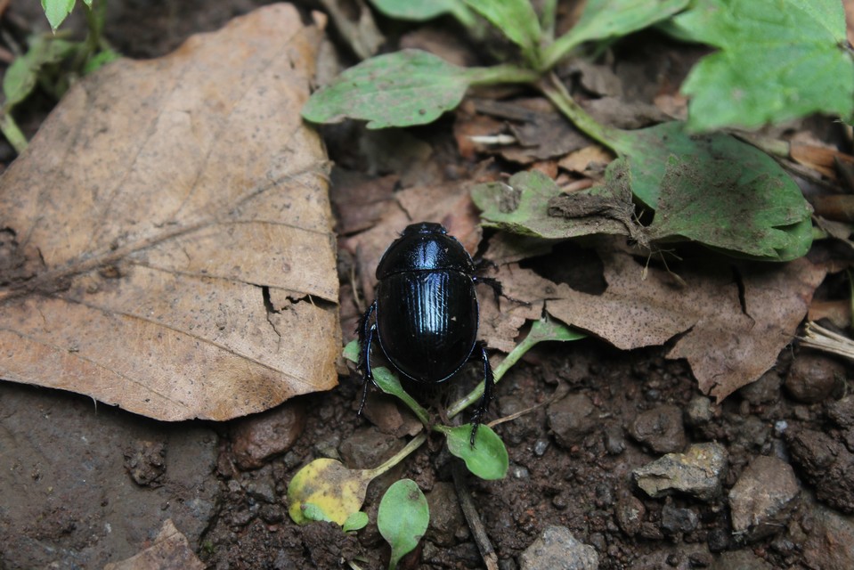 Anoplotrupes stercorosus - erdei álganéjtúró