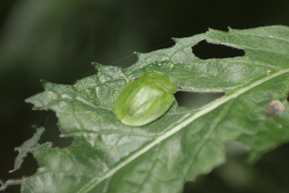 Cassida viridis - zöld pajzsbogár Cassida viridis - zöld pajzsbogár