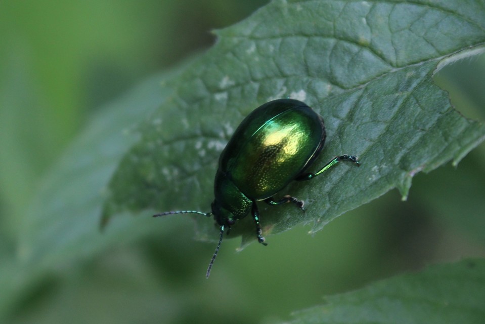 Chrysolina herbacea - zöld mentalevelész