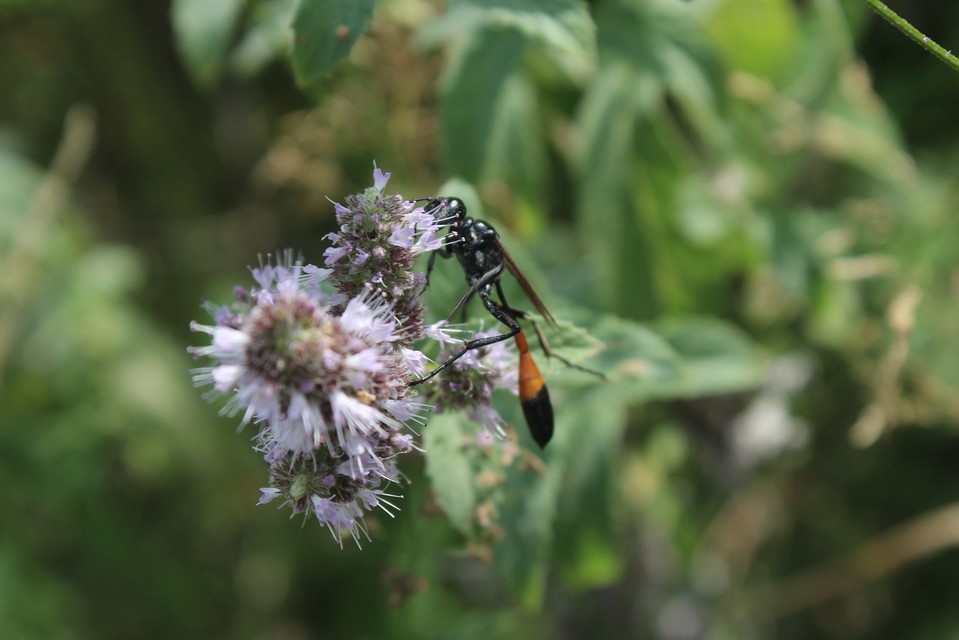 Ammophila