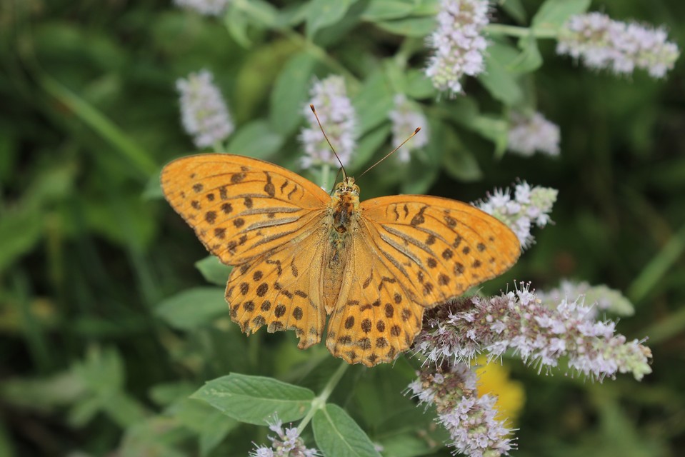Argynnis paphia - nagy gyöngyházlepke