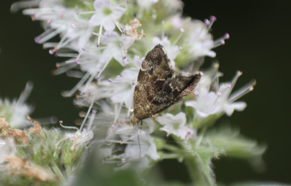 Anthophila fabriciana - lápréti levélmoly