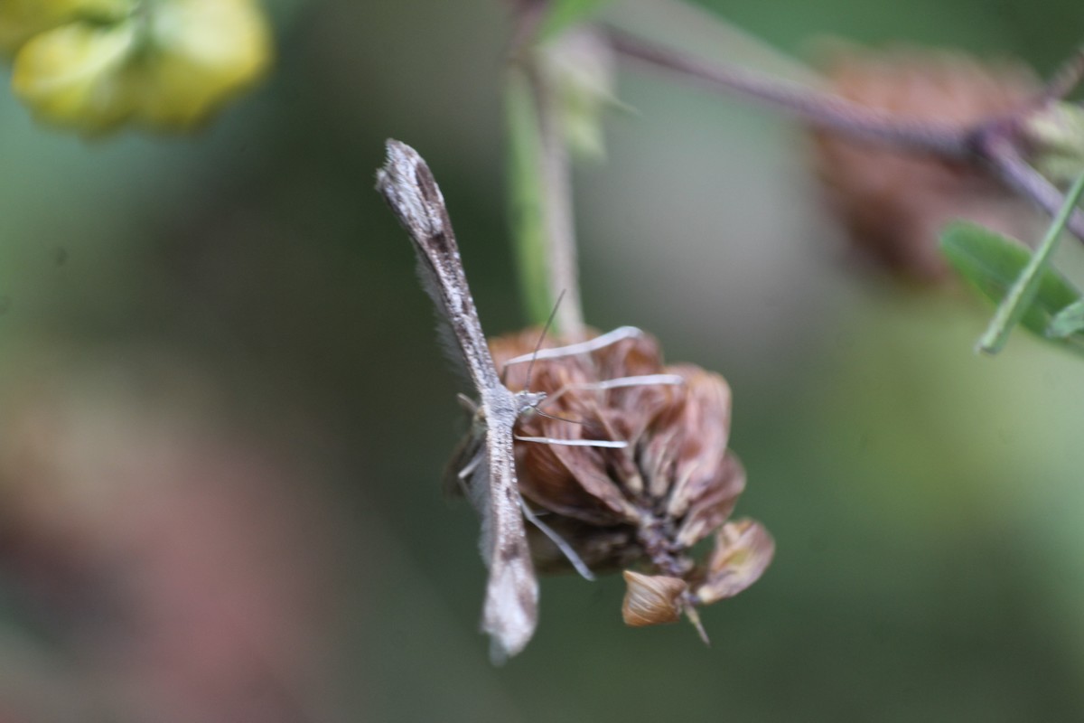 Stenoptilia