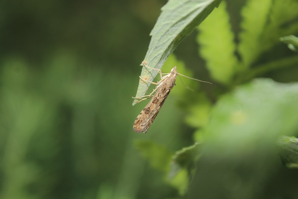 Nomophila noctuella - közönséges vándormoly