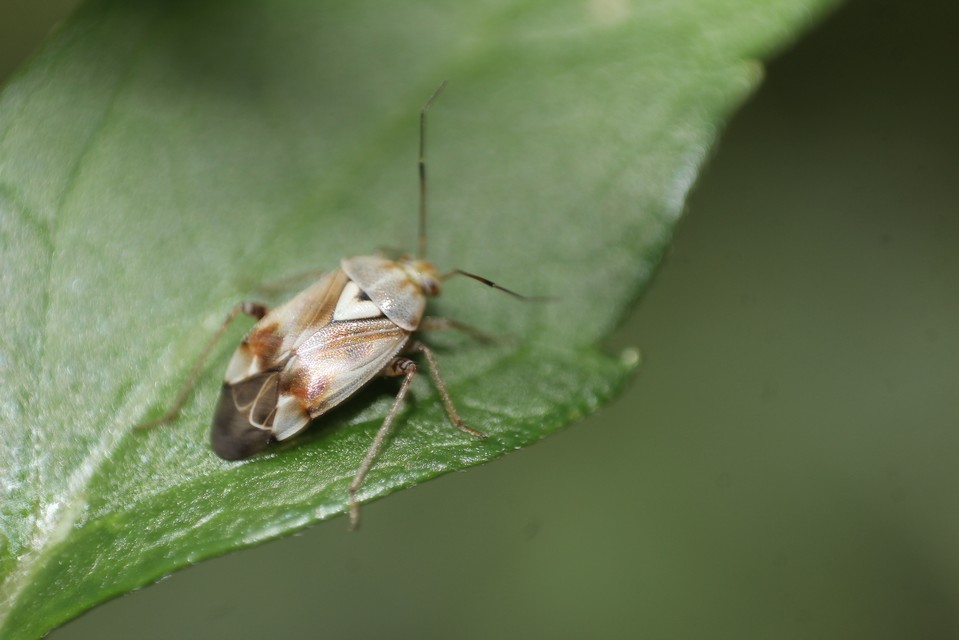 Lygus pratensis - változó mezeipoloska