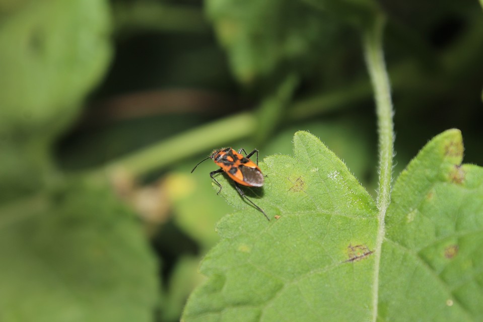 Corizus hyoscyami - piros karimáspoloska