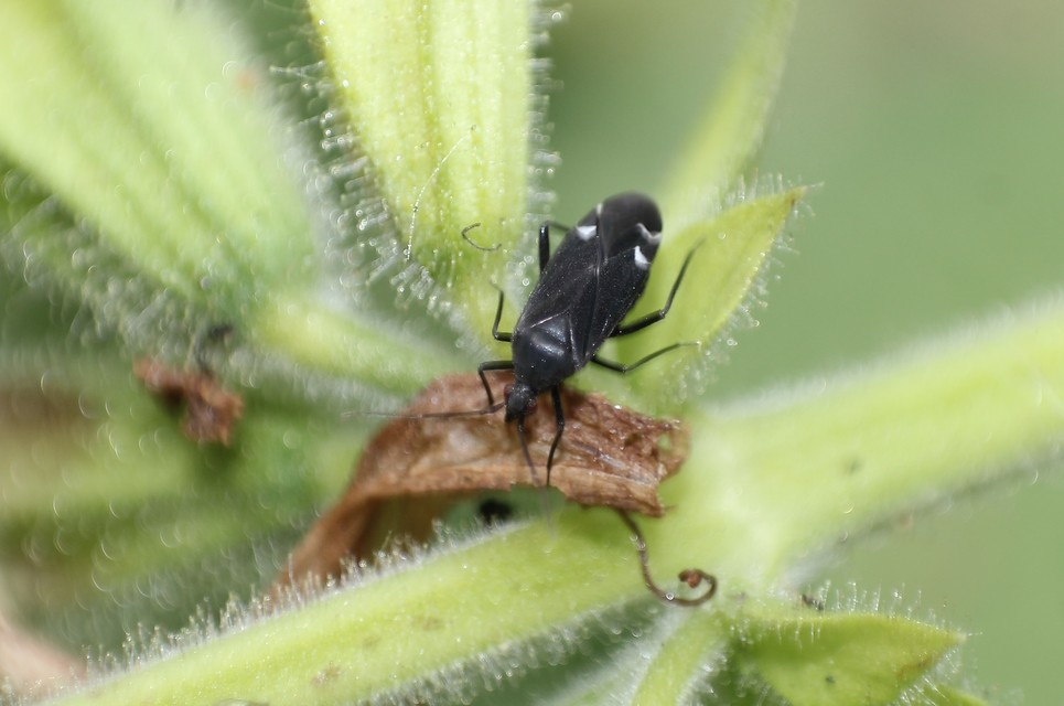 Macrotylus quadrilineatus