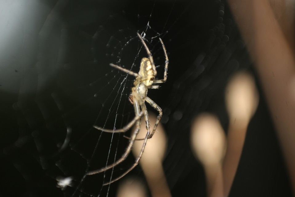 Metellina segmentata/mengei