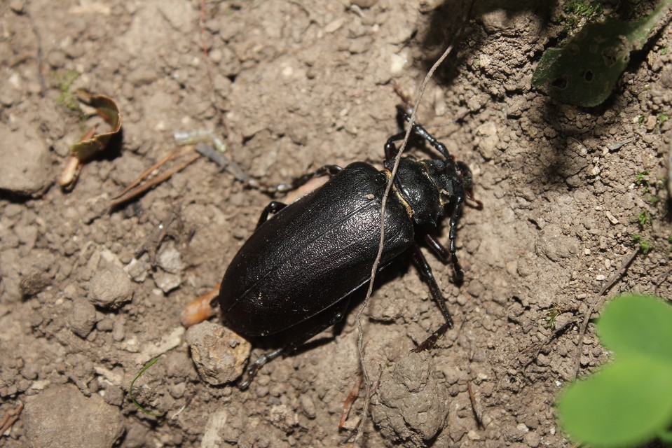 Prionus coriarius - csőszcincér
