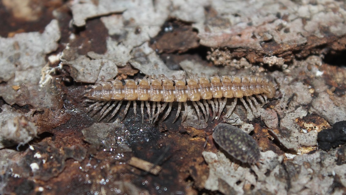 Diplopoda - Ikerszelvényesek