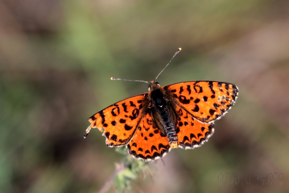 Melitaea didyma - tüzes tarkalepke
