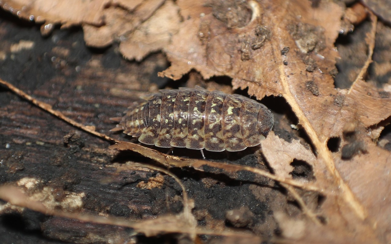 Lepidoniscus minutus - pikkelyes ászka