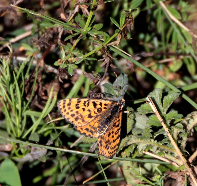 Melitaea didyma - tüzes tarkalepke