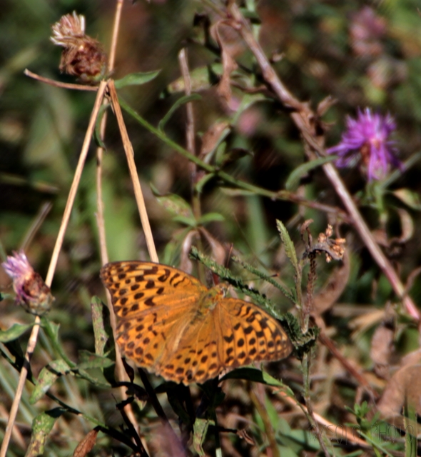Argynnis paphia - nagy gyöngyházlepke