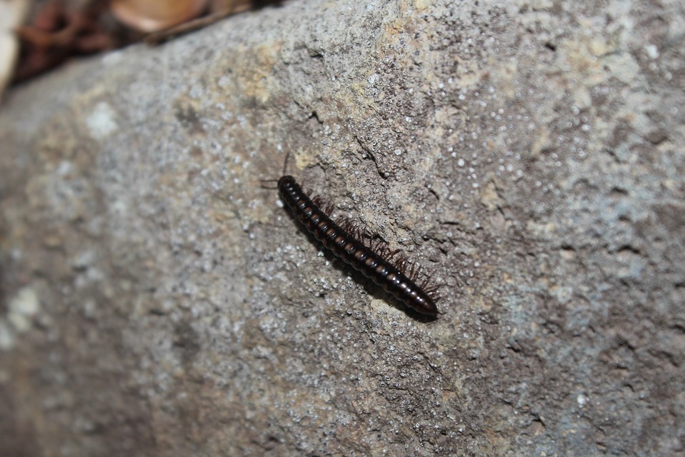 Diplopoda - Ikerszelvényesek