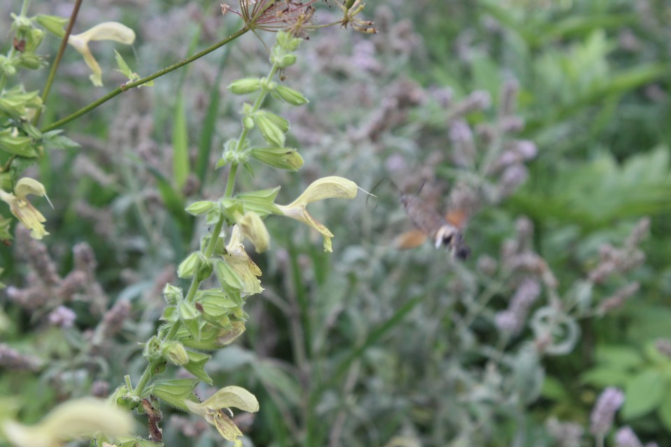 Macroglossum stellatarum - kacsafarkú szender