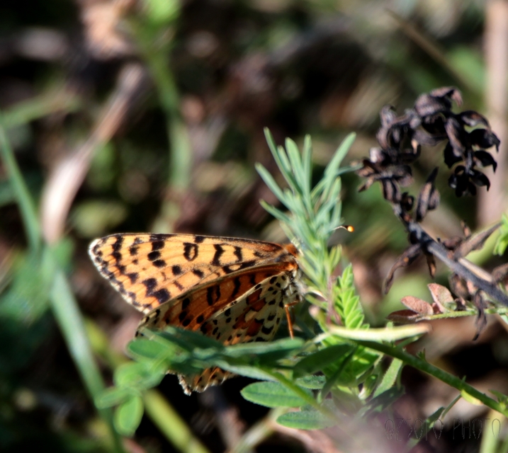 Melitaea didyma - tüzes tarkalepke
