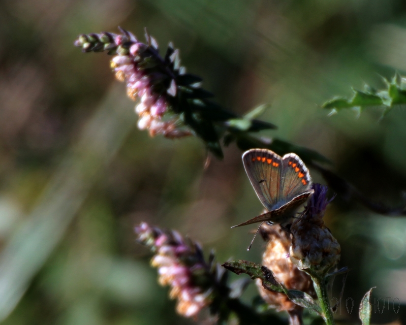 Aricia agestis - szerecsenboglárka