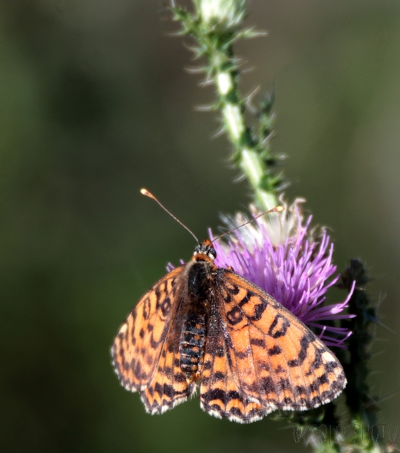 Melitaea didyma - tüzes tarkalepke