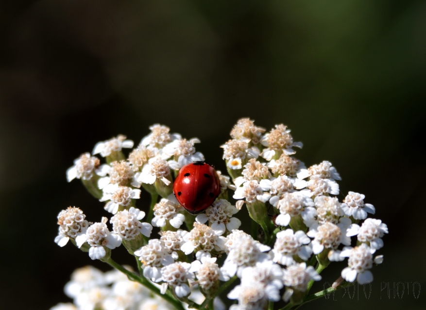 Coccinella septempunctata - hétpettyes katica
