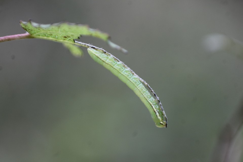 Pterostoma palpina - csőrös púposszövő