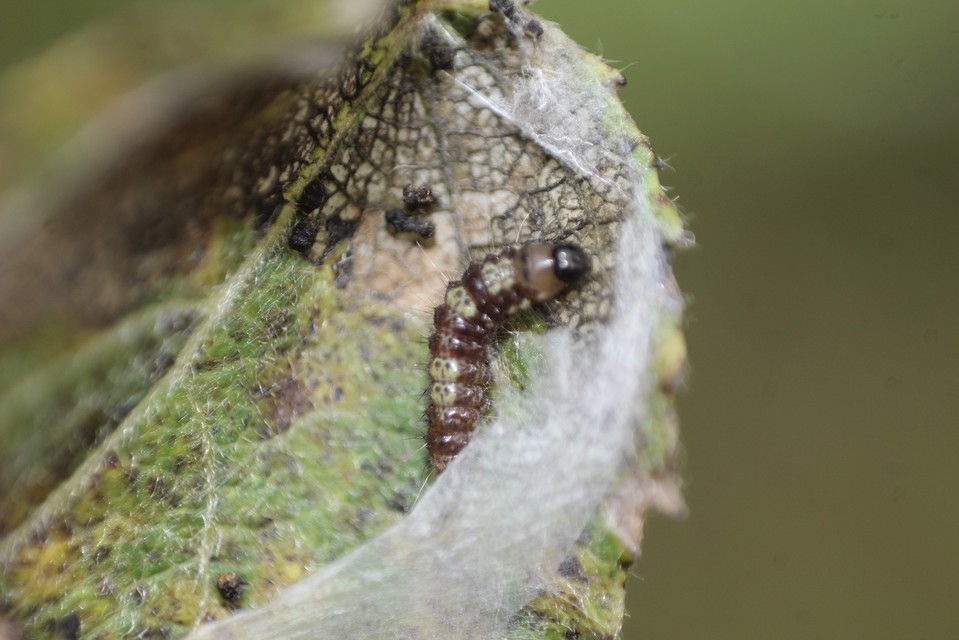 Clostera pigra - apró levélszövő