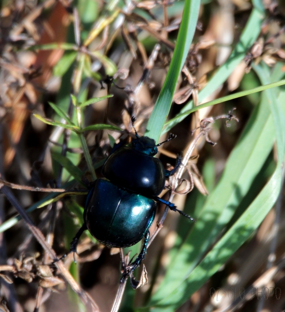 Trypocopris vernalis - tavaszi álganéjtúró