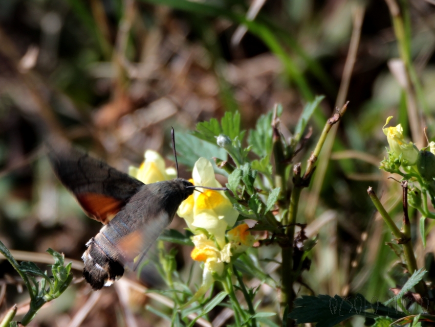 Macroglossum stellatarum - kacsafarkú szender