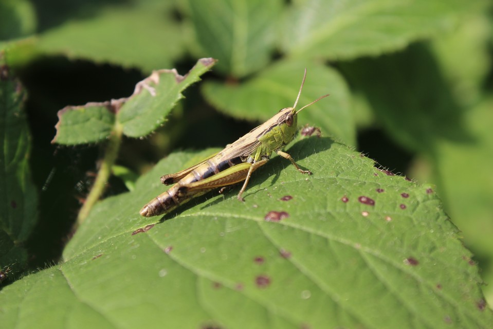Pseudochorthippus parallelus - közönséges rétisáska