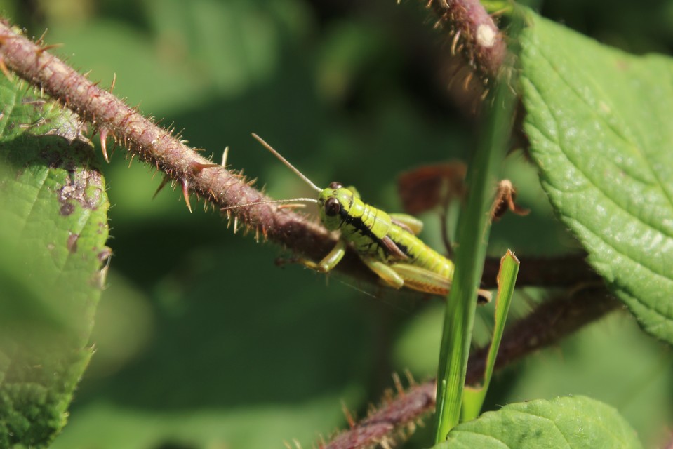 Pseudopodisma nagyi - Nagy-hegyisáska