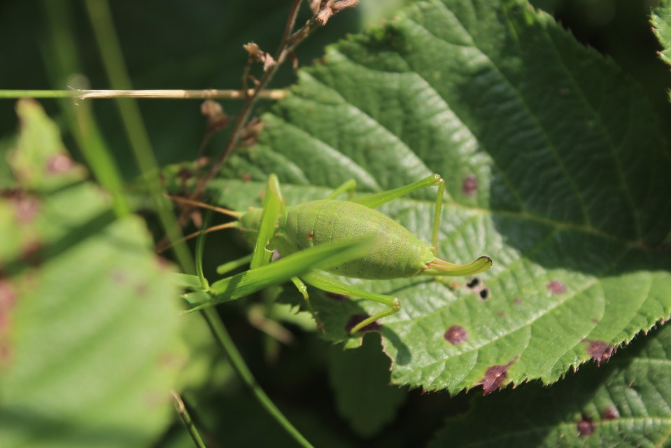 Isophya kraussii - erdei tarsza