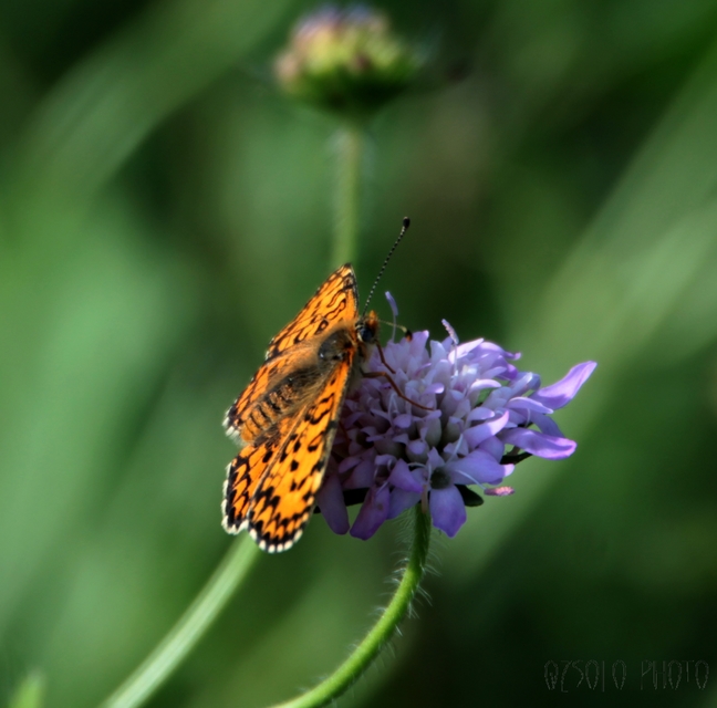 Melitaea trivia - kis tarkalepke