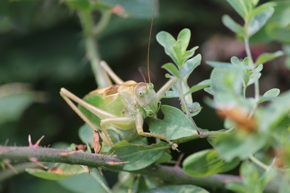 Tettigonia cantans - éneklő lombszöcske