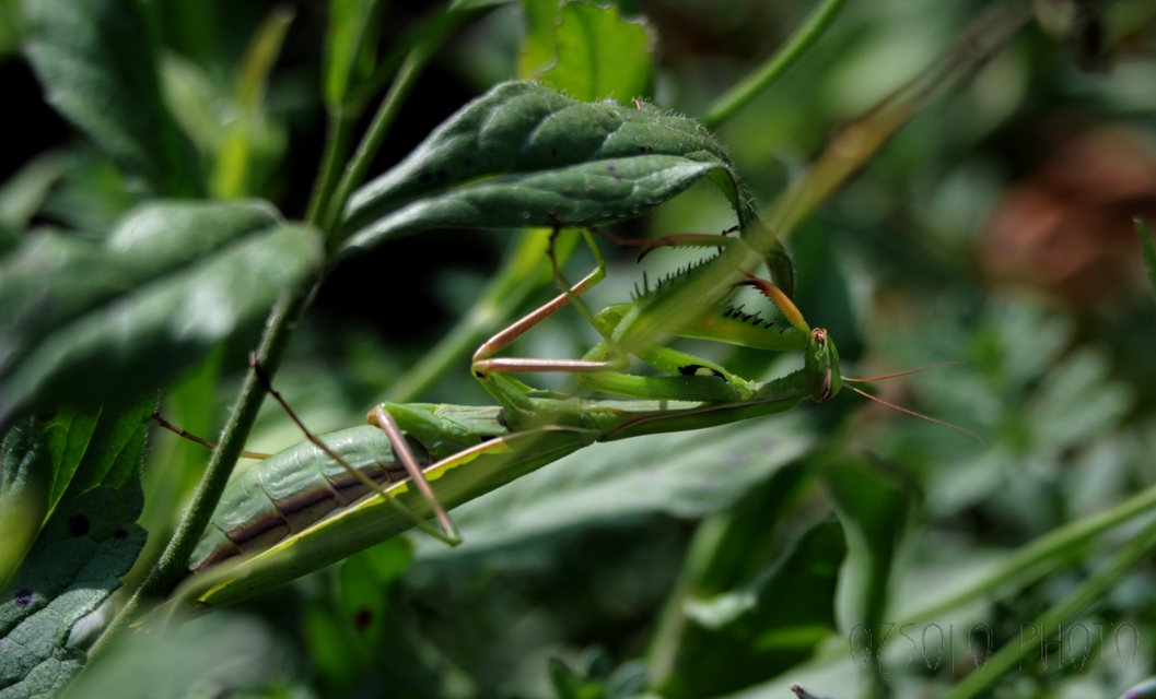 Mantis religiosa - imádkozósáska