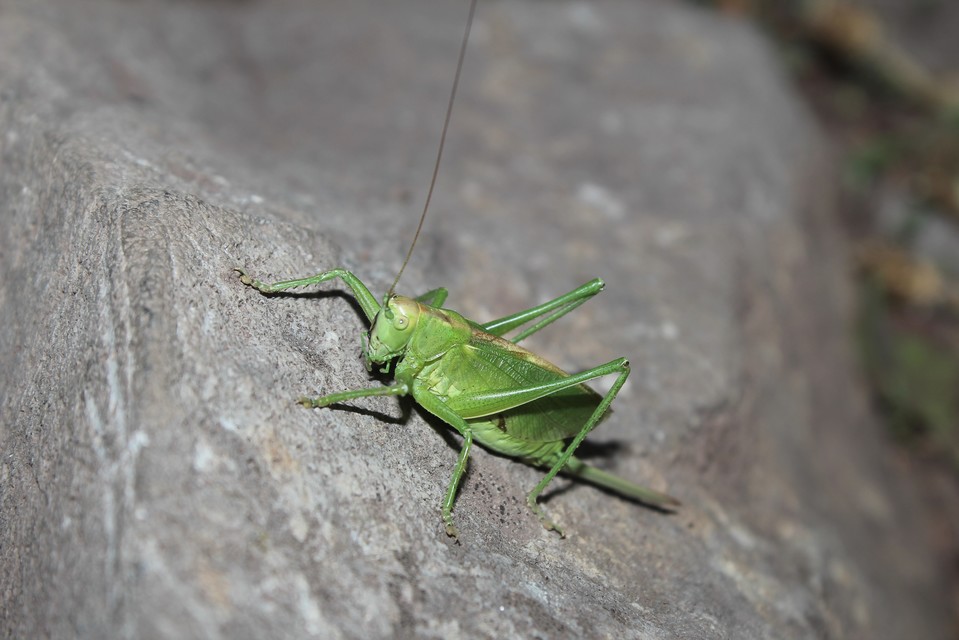 Tettigonia cantans - éneklő lombszöcske