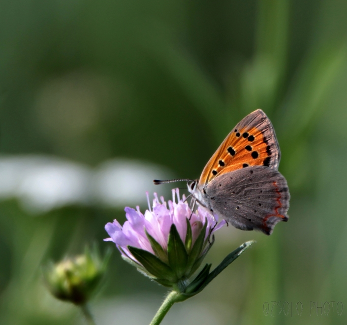 Lycaena phlaeas - közönséges tűzlepke