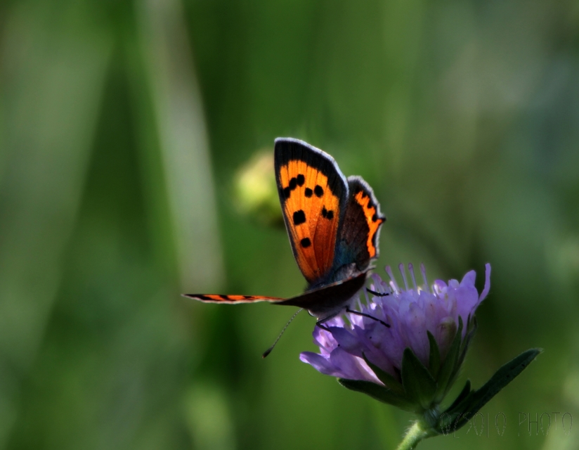Lycaena phlaeas - közönséges tűzlepke
