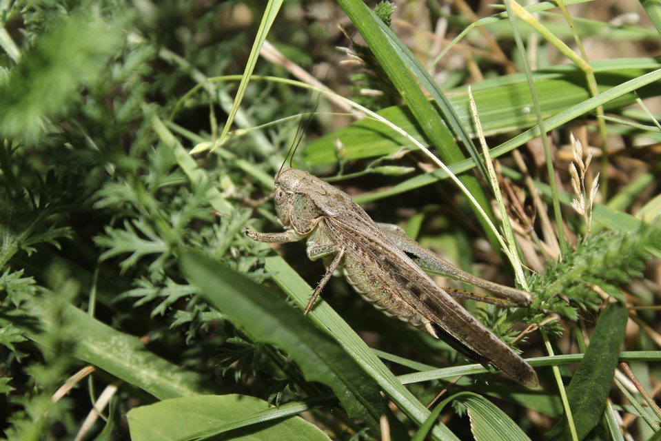 Platycleis grisea - szürke rétiszöcske