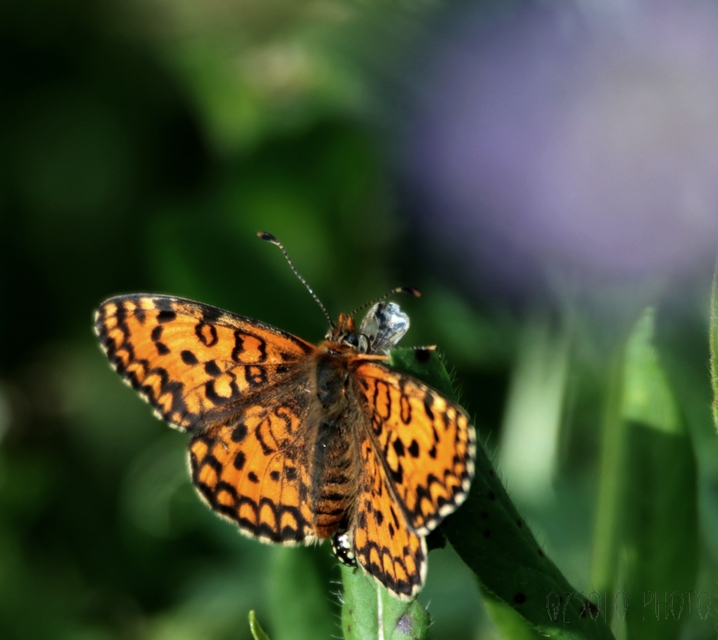 Melitaea trivia - kis tarkalepke