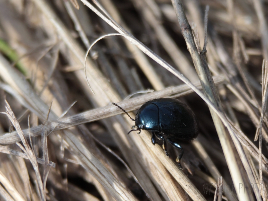 Chrysolina haemoptera - mezei levélbogár