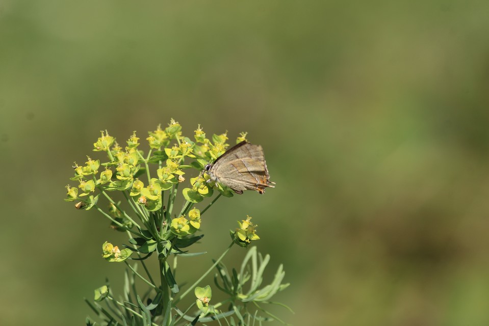 Thecla betulae - nyírfalepke