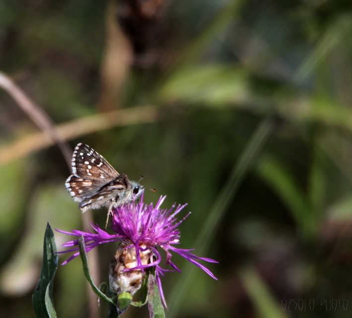 Pyrgus armoricanus - feles busalepke