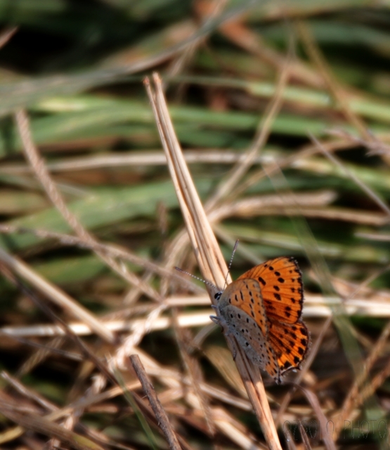 Lycaena thersamon - kis tűzlepke