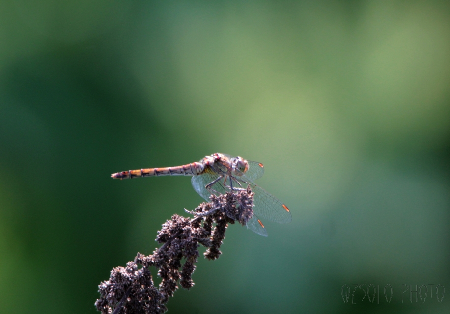 Sympetrum striolatum - harántsávos katona-szitakötő