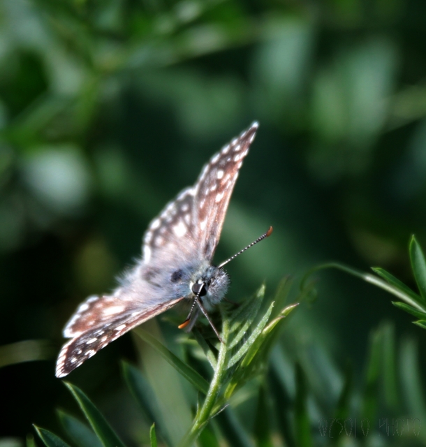 Pyrgus armoricanus - feles busalepke