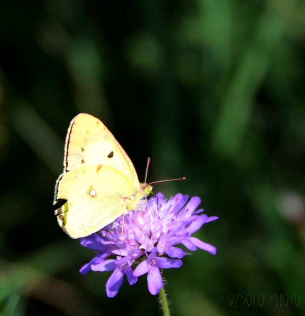 Colias erate - csángó-kéneslepke