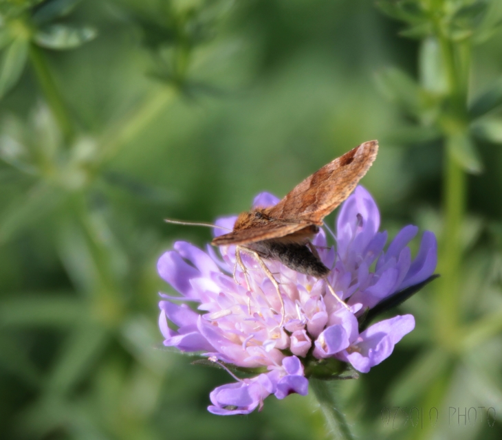 Euclidia glyphica - közönséges nappalibagoly